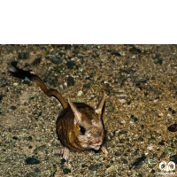 گونه دوپای کوتوله Dwarf Fat – tailed Jerboa